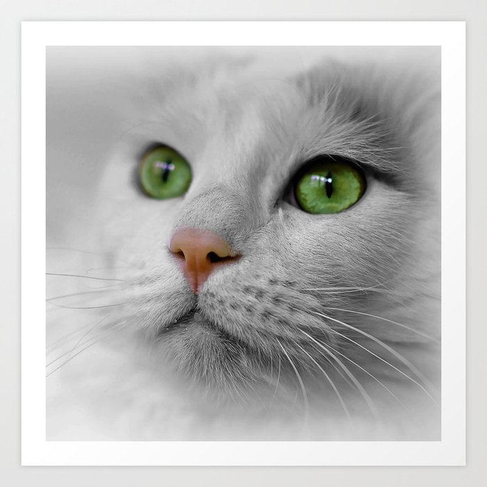 White Cat Wit Green Eyes Art Print By Erikakai