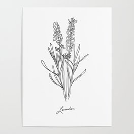 Lavender botanical minimalist line art Poster
