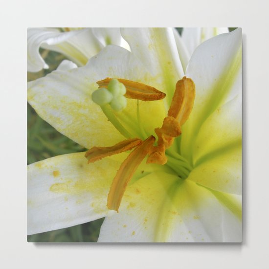 lily macro XIV Metal Print