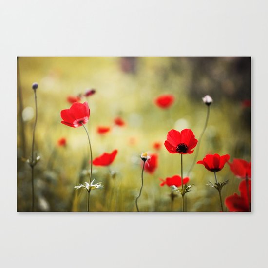 Wild Anemones Canvas Print