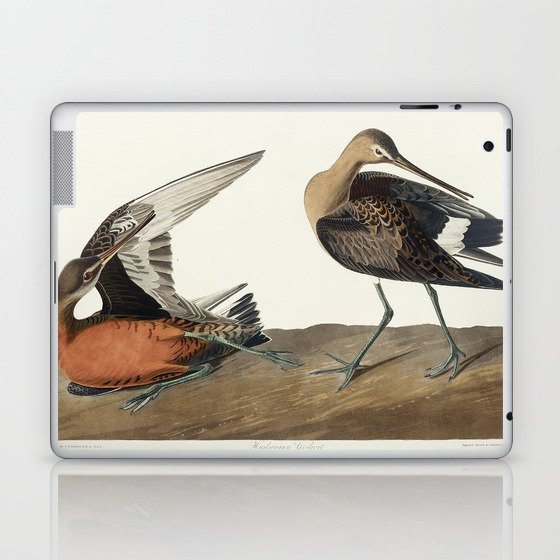 Hudsonian Godwit from Birds of America (1827) by John James Audubon Laptop & iPad Skin