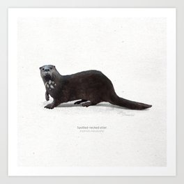 Spotted-necked otter scientific illustration art print Art Print