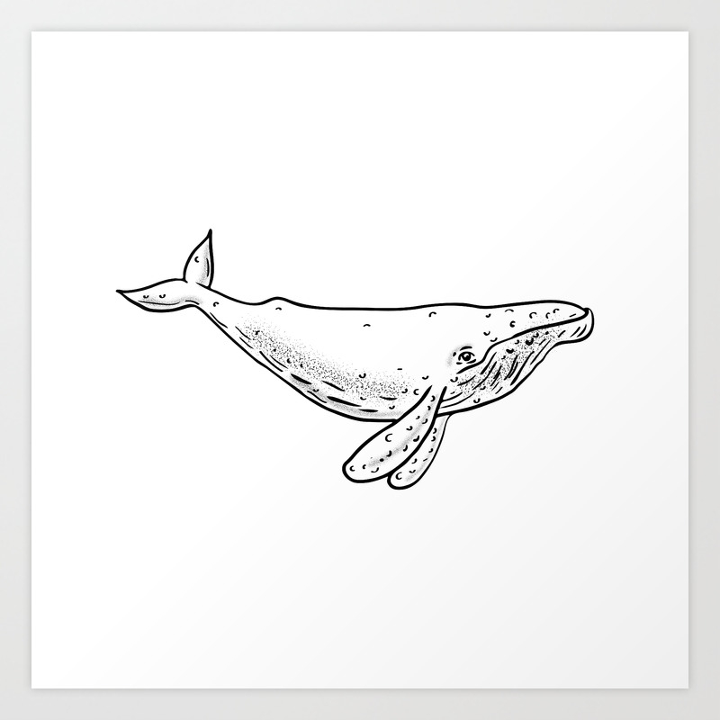 Humpback Whale Drawing Side Art Print By Patrimonio Society6 Identify 3 physical features of a whale and. humpback whale drawing side art print by patrimonio