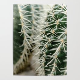 Cuddling cacti - 7 Poster