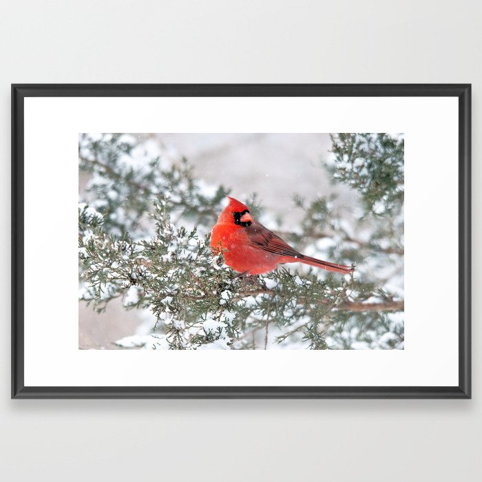 Winter's Beauty Cardinal Framed Art Print
