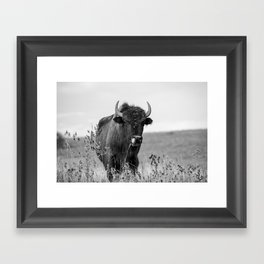 Talent Show - Bison on Tallgrass Prairie in Oklahoma in Black and White Framed Art Print