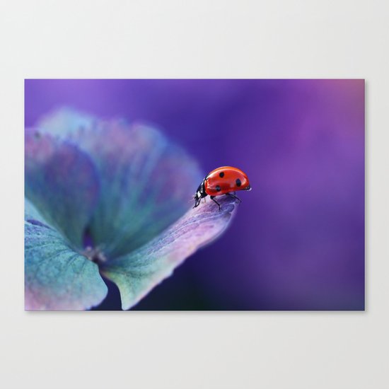Ladybird Canvas Print