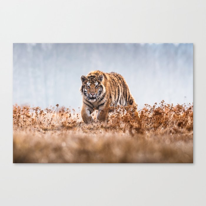 Beautiful tiger walking. Nature animals photo Canvas Print