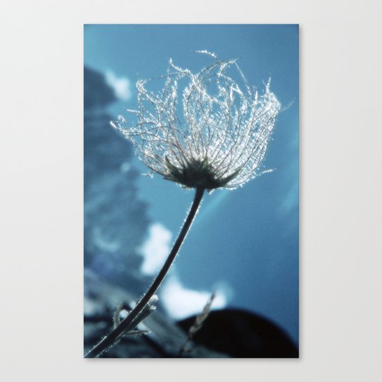 Flower shining in the light snowy mountains #1 Canvas Print