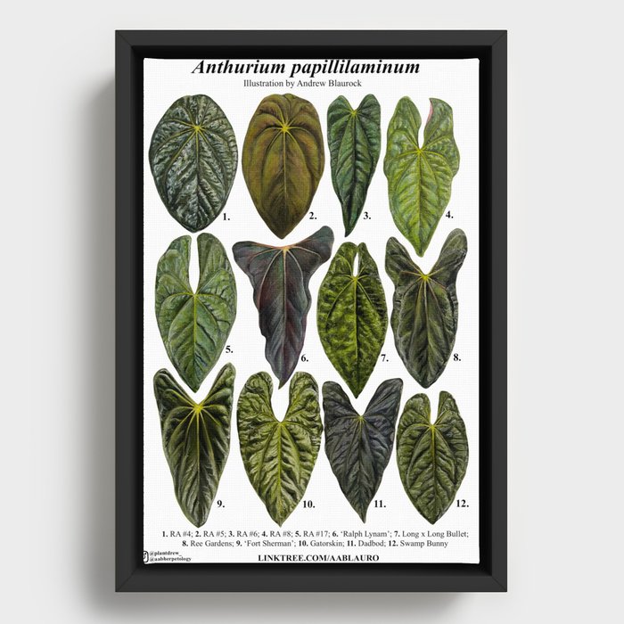 Anthurium papillilaminum clones: part 1 Framed Canvas