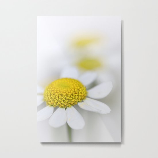 Matricaria (German chamomile) Metal Print