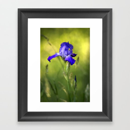 Violet Iris Flower Framed Art Print