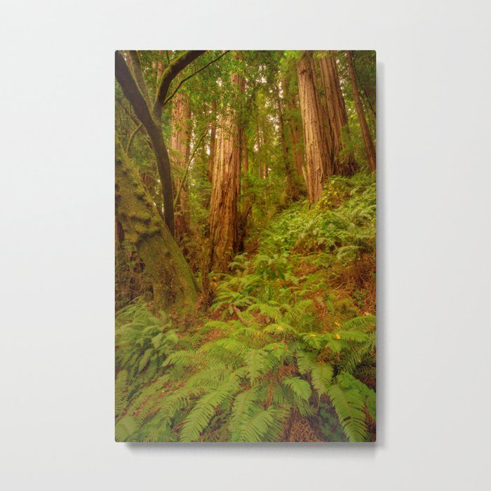 Redwoods Regional II Metal Print