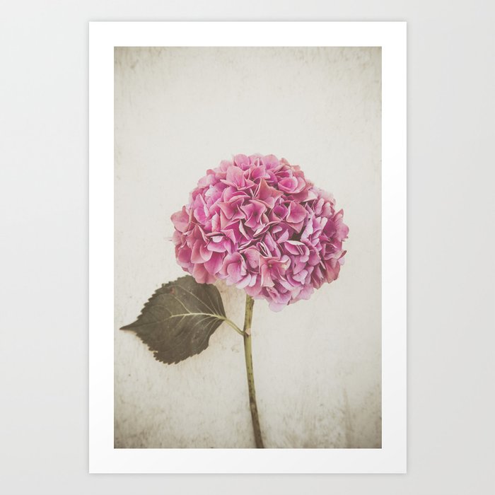 Beautiful Pink Hydrangea Art Print