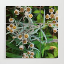 Into the Woods: Western Pearly Everlasting Buds (Anaphalis Margaritacea) Wood Wall Art