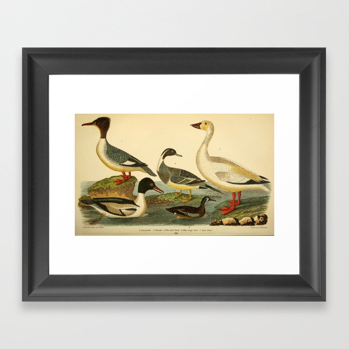 Naturalist Ducks Framed Art Print
