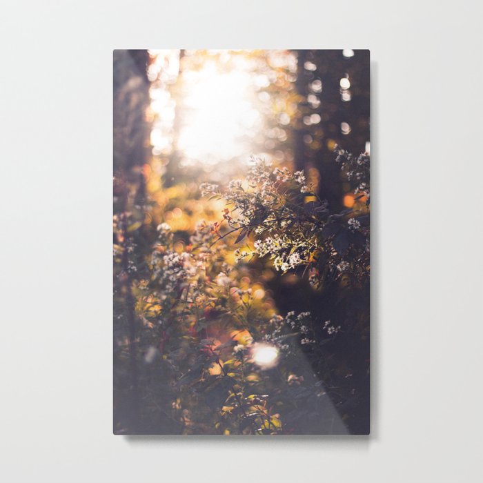 Radiance in the Season of the Harvest Metal Print