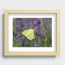 Butterfly on Lavender Recessed Framed Print