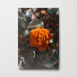 Flower Photography by Adrien prv Metal Print | Wonderful, Beautiful, Pretty, Decoration, Publicdomain, Photo, Plant, Colorful, Amazing, Flowers 