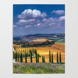 Cypress trees and meadow with typical tuscan house Poster