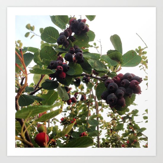 Beautiful Wild Berries Art Print