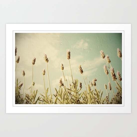 lavandas Art Print