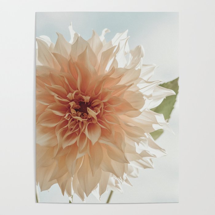 Oh, Hello x happy pink dahlia flower photograph Poster