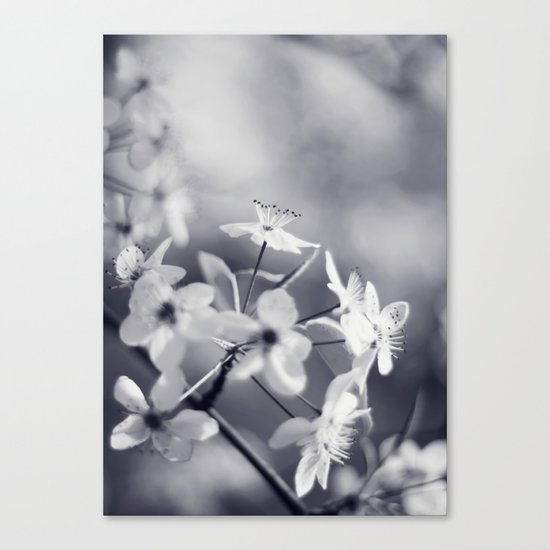 Pear Blossoms in Black and White Canvas Print