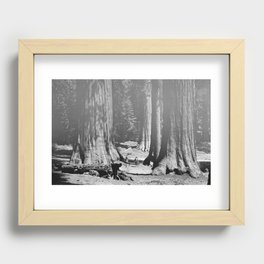 Vintage Walking amid the California Redwood Giants on a sunny forest afternoon nature black and white photograph - photography - photographs Recessed Framed Print