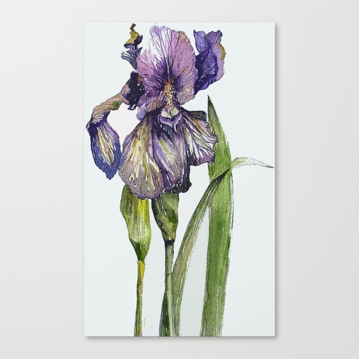 Iris Canvas Print