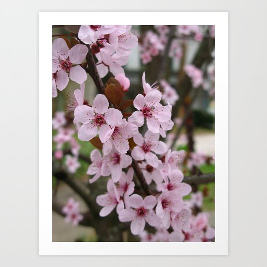 Cherry Plum Blossoms Art Print