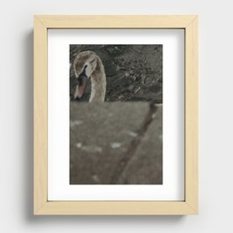 Swan. Recessed Framed Print