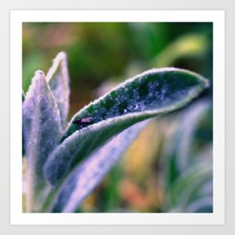 fly on Stachys leaf Photography - Nature - Garden - Plant  Art Print