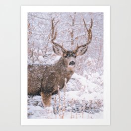 Snowy Elk Art Print