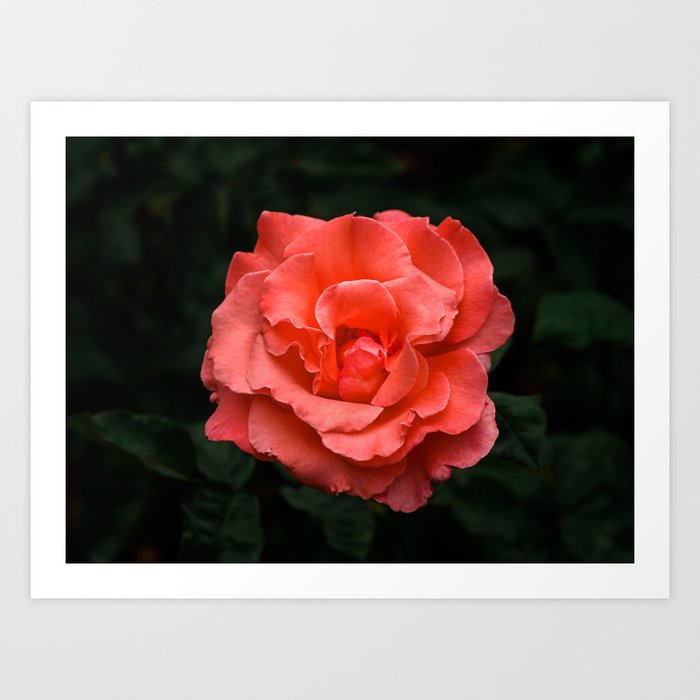 Touch of Class hybrid orange rose is blooming Art Print