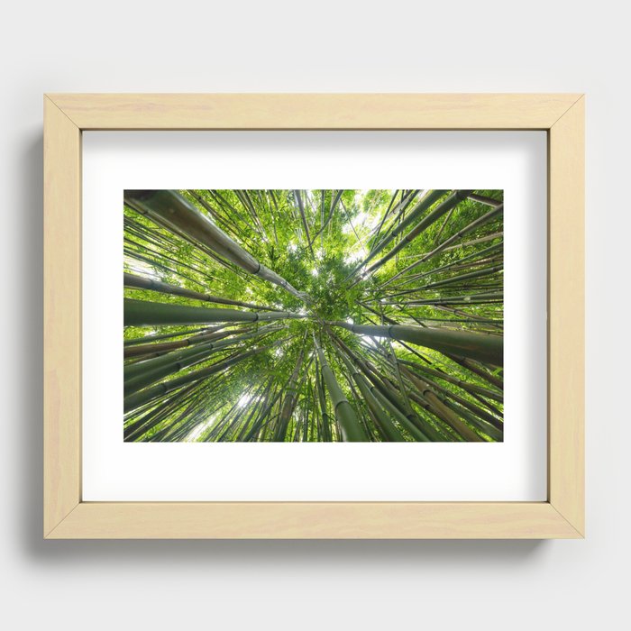 Looking Up A Bamboo Forest Canopy, Haleakala, Maui, Hawaii Recessed Framed Print