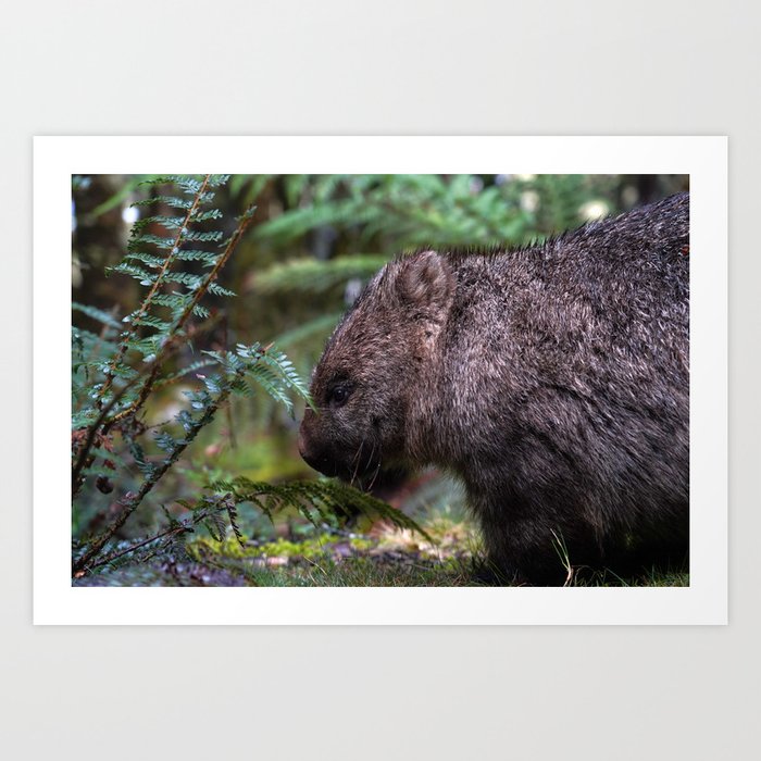 Wombat under fern - Cradle Mountain, Tasmania Art Print