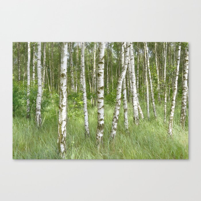 Birch Forest 66 Canvas Print