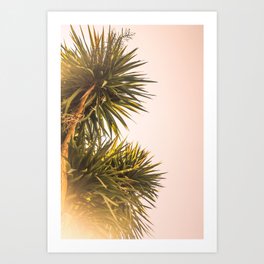 Palm Blush Art Print