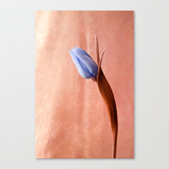 blue tulip Canvas Print