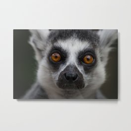 Lemur Love Metal Print | Prosimian, Lemur, Furry, Staring, London, Friendly, Fur, Mammal, Photo, Ring Tailedlemur 