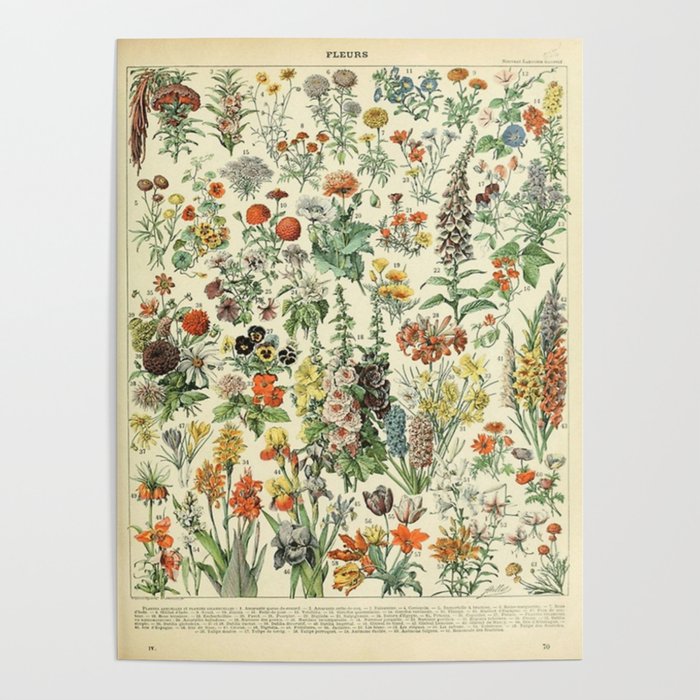 Adolphe Millot Vintage Fleurs Flower 1909 Poster