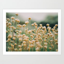 Vintage Chamomile Wildflowers Art Print | Chamomile, Macro, Meadow, Spring, Long Exposure, Summer, Love, Color, Photo, Faded 