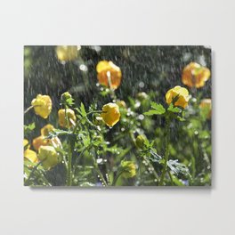 Trollius europaeus spring flowers in the rain Metal Print | Colors, Gardening, Nature, Blossom, Garden, Close Up, Head, Photo, Summer, Wildflower 