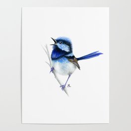 Australian Blue Wren Wild Bird - Original artwork by Ronelle Designs Poster