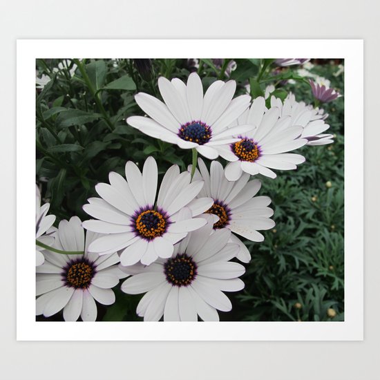 White flower II Art Print