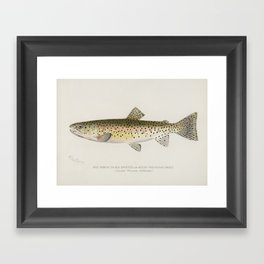 Spotted trout Framed Art Print