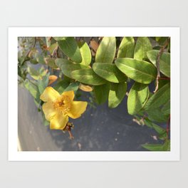 Yellow flower nature photography nature fall photograpy original Iphone Art Print