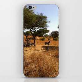 South Africa Photography - Zebras Under Acacia Trees  iPhone Skin