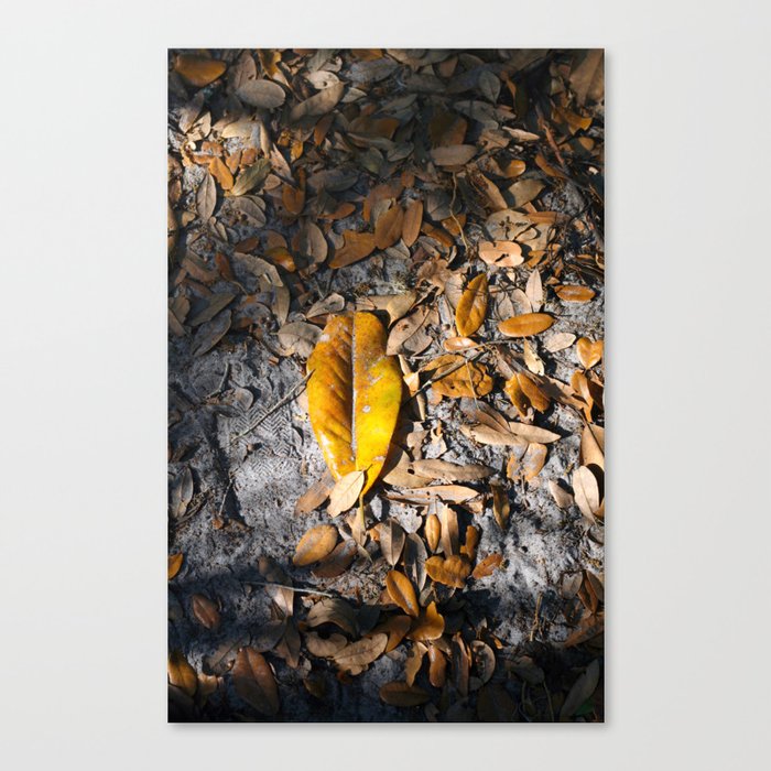 Evening Leaves Fallen on the Path . . .  Canvas Print
